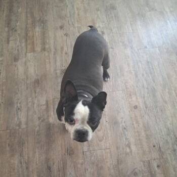 NAOMI -  Boston Terrier Dog for Adoption in Decatur, Alabama - NAOMI | PetCurious