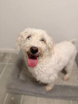 Serafina -  Labradoodle Dog for Adoption in Mansfield, Texas - Serafina | PetCurious