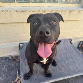 Sabrina -  Pit Bull Terrier Dog for Adoption in Warren, Rhode Island - Sabrina | PetCurious