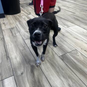 Emmy -  Pit Bull Terrier Dog for Adoption in Newark, New Jersey - Emmy | PetCurious