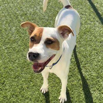 MAX -  Mixed Breed Dog for Adoption in Cranston, Rhode Island - MAX | PetCurious