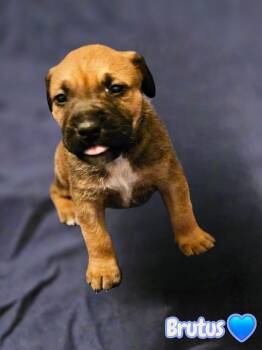 American Staffordshire Terrier Dogs Available for Adoption in Holly Springs, North Carolina - Brutus- Stormie Litter | PetCurious