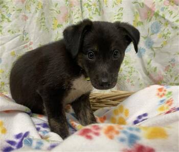 SMOKE -  Border Collie Dog for Adoption in Rosenberg, Texas - SMOKE | PetCurious