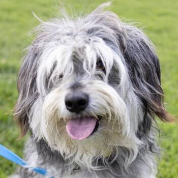 Woolly -  Terrier Dog for Adoption in Oakland, California - Woolly | PetCurious