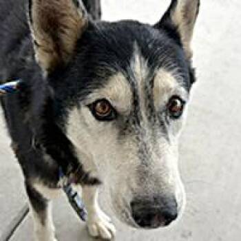 Justin - URGENT -  Husky Dog for Adoption in Thousand Oaks, California - Justin - URGENT | PetCurious