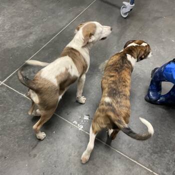 Mixed Breed Dogs Available for Adoption in Dickinson, Texas - Lumi | PetCurious