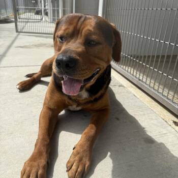 Rottweiler and Mixed Breed Dogs Available for Adoption in Gloucester, Virginia - Clay | PetCurious