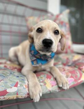 Labrador Retriever and Terrier Dogs Available for Adoption in Gulfport, Mississippi - Zazu | PetCurious