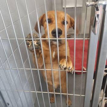 Rionna -  Labrador Retriever Dog for Adoption in Kingman, Arizona - Rionna | PetCurious