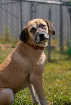 Rescue Great Pyrenees Dogs for Adoption in Evansville, Indiana - RIP | PetCurious