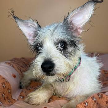 Schnauzer and Poodle Dogs Available for Adoption - Nebula | PetCurious