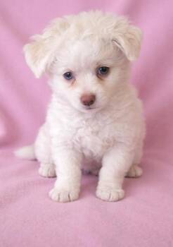 Chihuahua and Shih Tzu Dogs Available for Adoption in Buffalo, Minnesota - Tammy | PetCurious