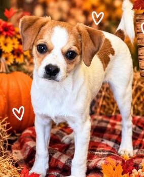 Allie -  Chihuahua and Mixed Breed Dog for Adoption in Heber City, Utah - Allie | PetCurious