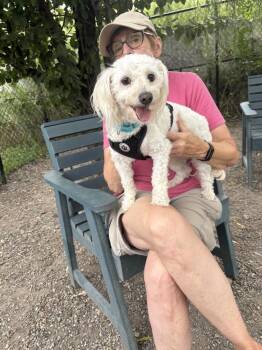 Spirit Available 8/20 -  Poodle Dog for Adoption in Elmsford, New York - Spirit Available 8/20 | PetCurious