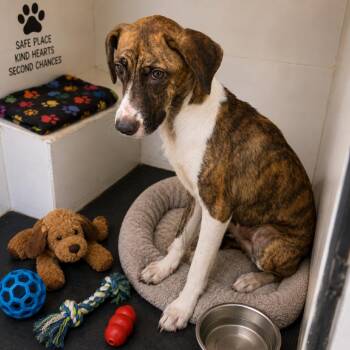 Berrie -  Mixed Breed Dog for Adoption in Pine Bluff, Arkansas - Berrie | PetCurious