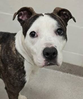 Pit Bull Terrier Dogs Available for Adoption in Lindenhurst, New York - 26-158 Bella | PetCurious