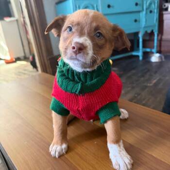 Cattle Dog and Australian Shepherd Dogs Available for Adoption - Artie | PetCurious