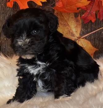Miniature Schnauzer Dogs Available for Sale - Snickers  | PetCurious