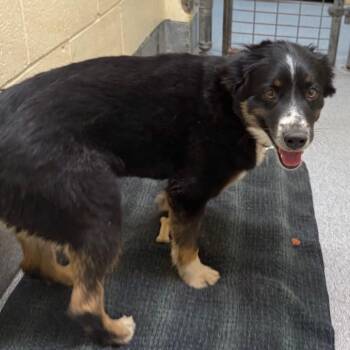 Australian Shepherd Dogs Available for Adoption in Cedaredge, Colorado - Jake | PetCurious