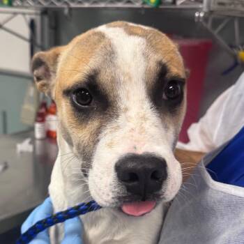 American Staffordshire Terrier Dogs Available for Adoption in Greenville, South Carolina - Poncho | PetCurious
