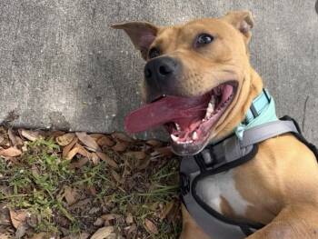 Mixed Breed Dogs Available for Adoption in Tampa, Florida - Scooby | PetCurious
