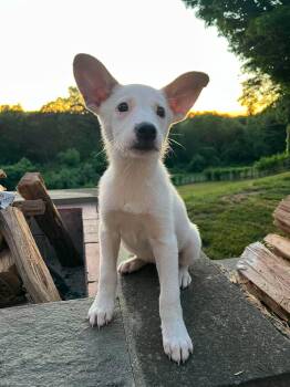 OLIVE -  Terrier Dog for Adoption in Pomfret, Connecticut - OLIVE | PetCurious
