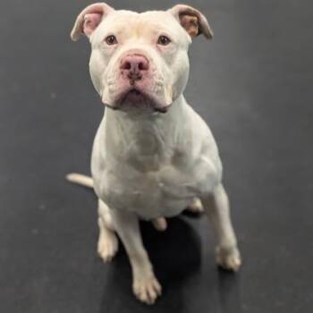 Cash -  Pit Bull Terrier Dog for Adoption - Cash | PetCurious