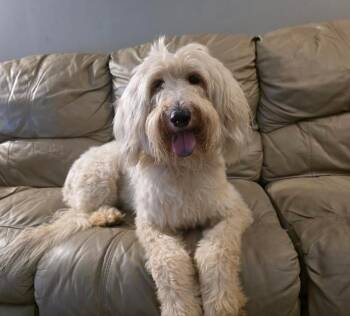 Shay -  Labradoodle and Wheaten Terrier Dog for Adoption in Manvel, Texas - Shay | PetCurious