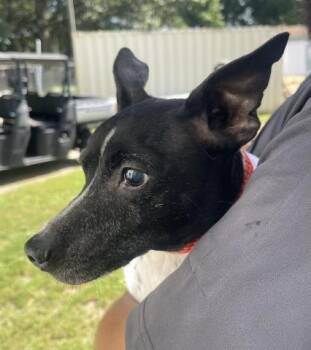 LEGS -  Rat Terrier and Mixed Breed Dog for Adoption in Pensacola, Florida - LEGS | PetCurious