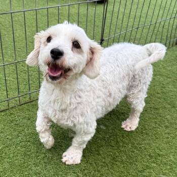 Cassie 7815 -  Havanese and Maltese Dog for Adoption in Loxahatchee Groves, Florida - Cassie 7815 | PetCurious