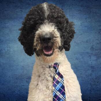 Dave from Accounting -  Standard Poodle and Mixed Breed Dog for Adoption in Normal, Illinois - Dave From Accounting | PetCurious