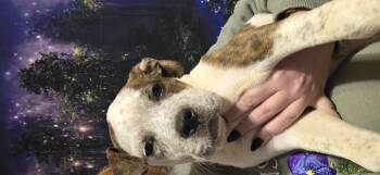 Rescue Pit Bull Terrier Dogs for Adoption in Evansville, Indiana - Volvo | PetCurious