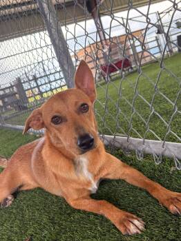 Sugar -  Mixed Breed Dog for Adoption in New York, New York - Sugar | PetCurious