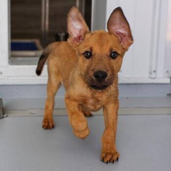 Basil -  Mixed Breed Dog for Adoption in Bradenton, Florida - Basil | PetCurious
