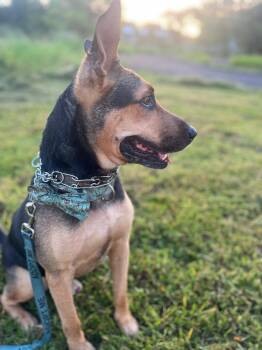 Mo -  German Shepherd Dog Dog for Adoption in Portland, Oregon - Mo | PetCurious
