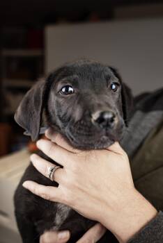 Labrador Retriever Dogs Available for Adoption in Brighton, Colorado - 427-26 | PetCurious