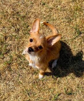 Pickle -  Chihuahua and Mixed Breed Dog for Adoption in Madison, Georgia - Pickle | PetCurious