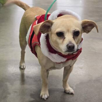 Ruthine OR12257-Thw -  Chihuahua and Jack Russell Terrier Dog for Adoption in Missouri City, Texas - Ruthine OR12257-Thw | PetCurious