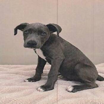 Vinny A5799162 -  Pit Bull Terrier Dog for Adoption in Los Angeles, California - Vinny A5799162 | PetCurious