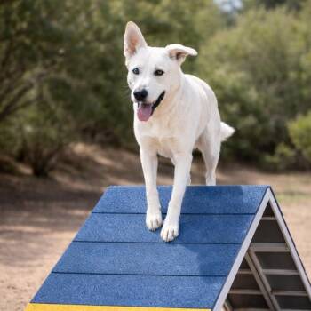 German Shepherd Dog and Siberian Husky Dogs Available for Adoption in Las Vegas, Nevada - Shamrock | PetCurious