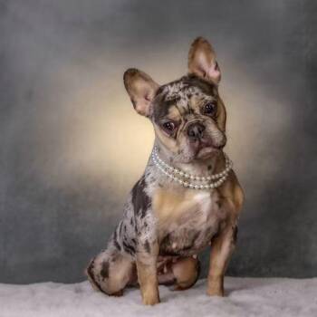 Charlee -  French Bulldog Dog for Adoption in Clayton, California - Charlee | PetCurious