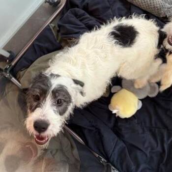 Mixed Breed Dogs Available for Adoption in Bentonville, Arkansas - Megan | PetCurious