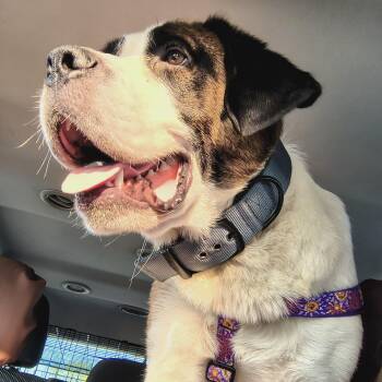 Athena -  Saint Bernard and Mixed Breed Dog for Adoption in Okmulgee, Oklahoma - Athena | PetCurious