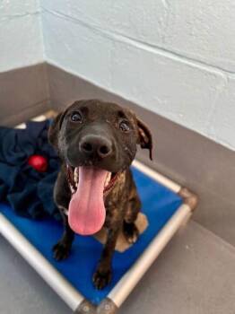 Plott Hound and Mixed Breed Dogs Available for Adoption in Daytona Beach, Florida - Tacky - P | PetCurious
