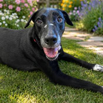 TORI (674) -  Black Labrador Retriever and Dalmatian Dog for Adoption in Indiantown, Florida - TORI (674) | PetCurious