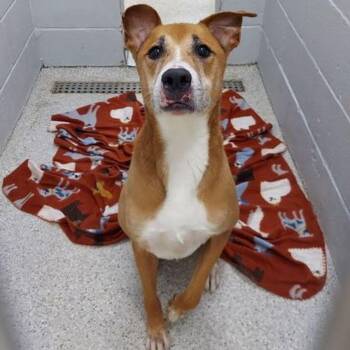 Henry -  Shepherd and Mixed Breed Dog for Adoption in Lake Havasu City, Arizona - Henry | PetCurious