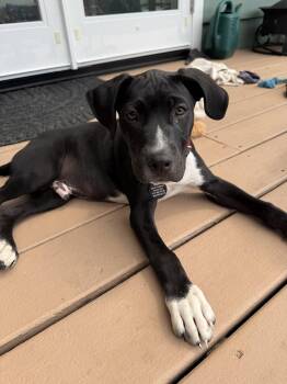 Domino -  Pit Bull Terrier and Labrador Retriever Dog for Adoption in Seattle, Washington - Domino | PetCurious