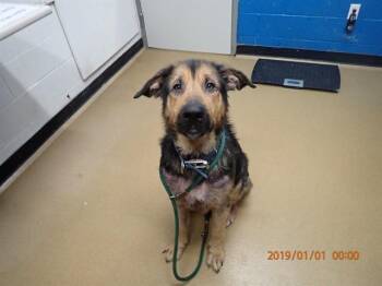 German Shepherd Dog and Mixed Breed Dogs Available for Adoption in St. Peters, Missouri - KARL | PetCurious