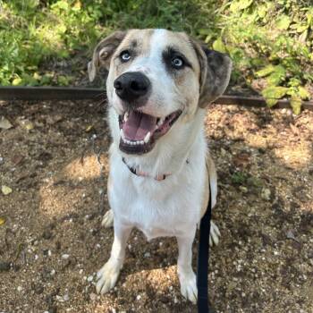 Rescue Mixed Breed Dogs for Adoption in Bentonville, Arkansas - Summer | PetCurious