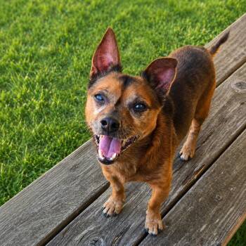 Brewster -  Chihuahua Dog for Adoption in Long Beach, Washington - Brewster | PetCurious